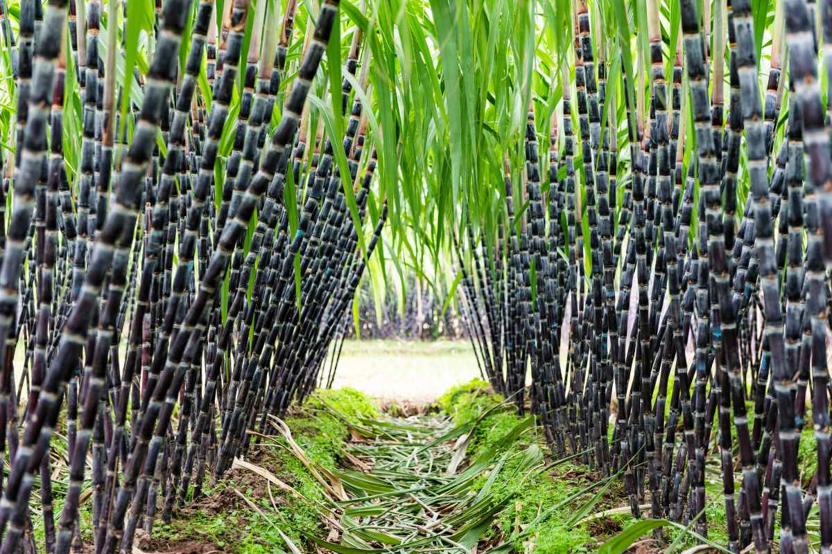 Descubra a Fascinante Origem da Cana-de-Açúcar: De Antigas Civilizações aos Dias Atuais