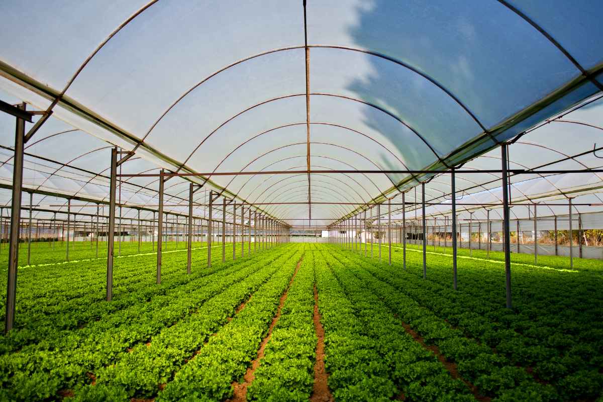 Entenda o que É Agricultura Orgânica ou Biológica e Seus Benefícios