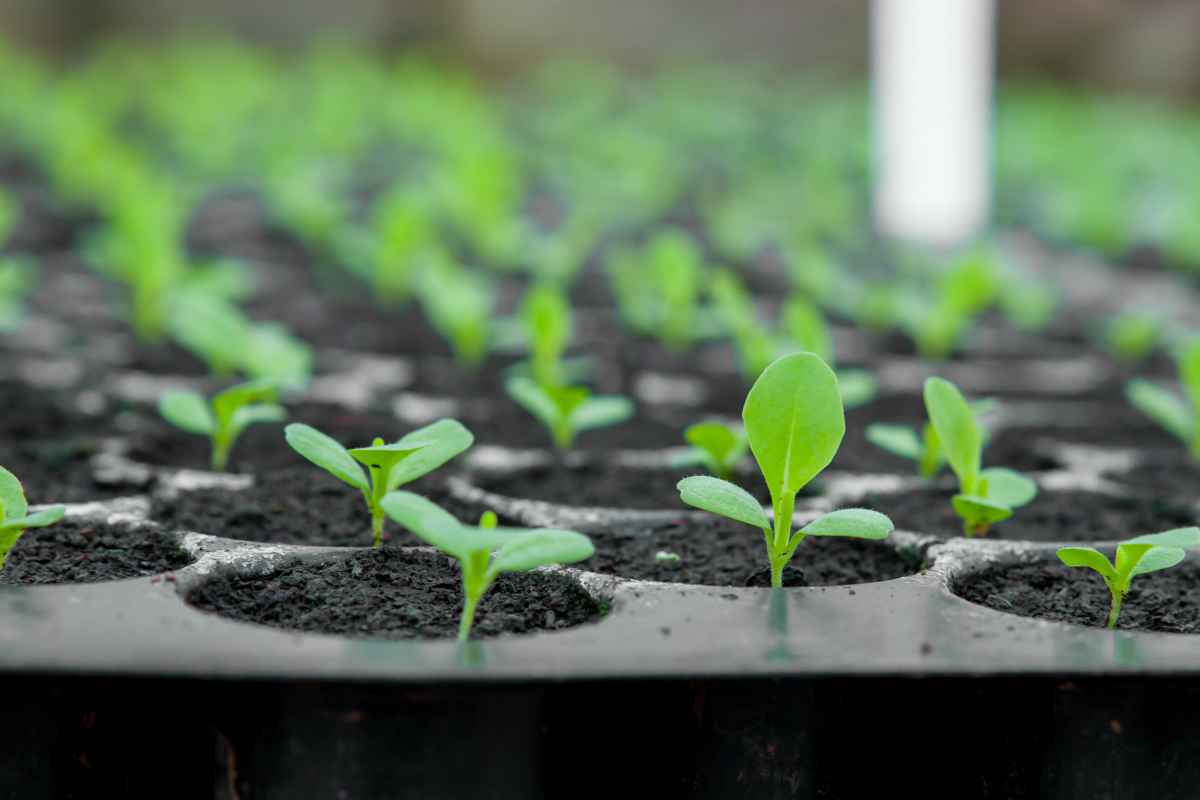 Entenda Tudo Sobre Fertilizantes Orgânicos: Benefícios e Usos